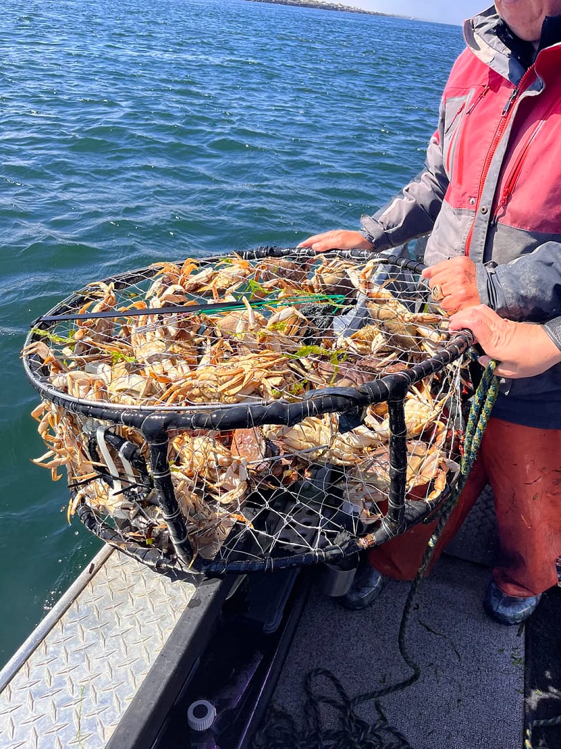 Large pot of dungeness crab sitting on edge of boat